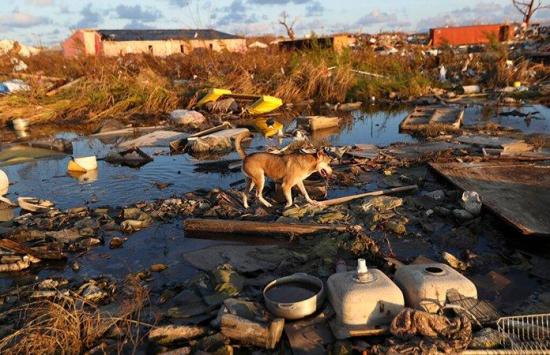Unos 220 perros y 50 gatos murieron en un albergue en Bahamas por huracán Dorian