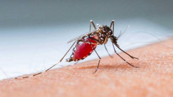 El dengue deja ya más de 1.000 muertos este año en Filipinas, el 40% niños