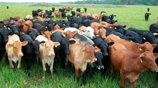Ecuador abre su mercado de bovinos vivos a Brasil
