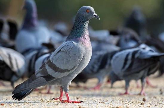 Bruselas suministrará anticonceptivos a las palomas para reducir su población