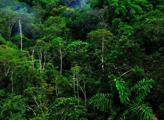 Ambientalistas en Ecuador exigen al Gobierno declarar ''emergencia climática''