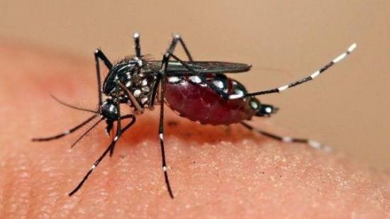 Paraguay se prepara para una de las peores epidemias de dengue de la década