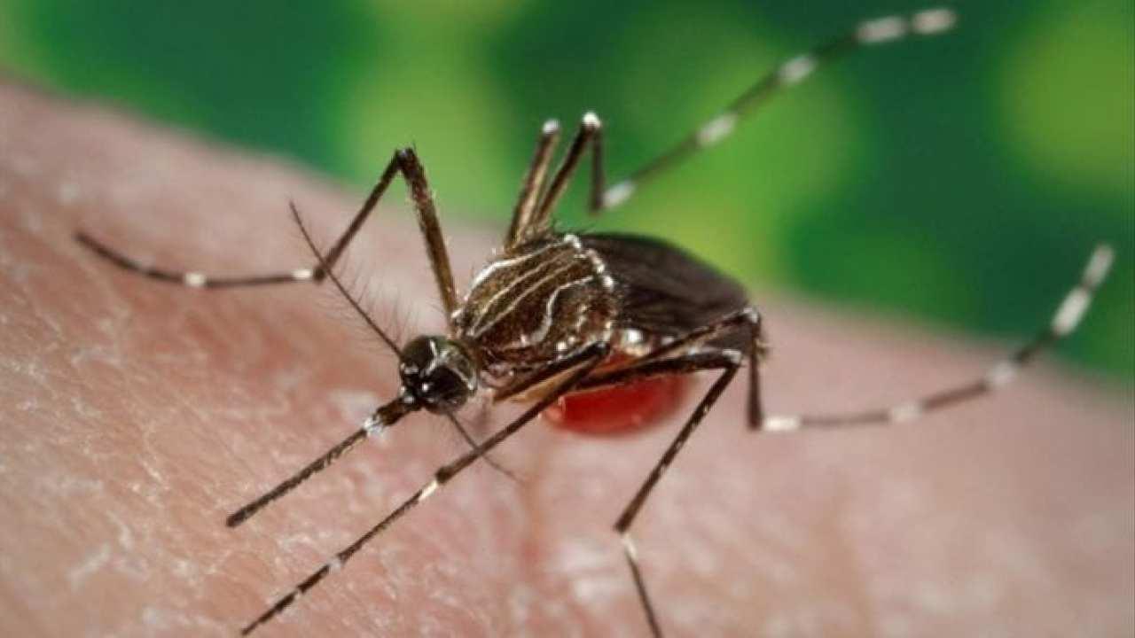 Sube a 155 la cifra de muertos por dengue hemorrágico en 2019 en Honduras |  El Diario Ecuador