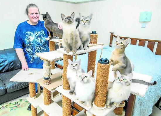 ha criado  153 gatos   asiáticos  desde 2010