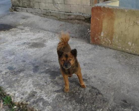 Defensores de animales denuncian sacrificio de perros callejeros en La Habana