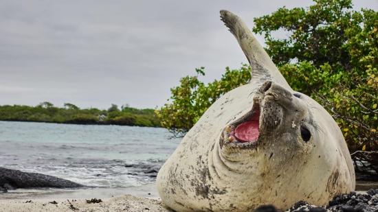 Un elefante marino es visto en las Islas Galápagos