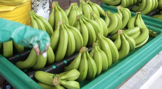 Taller permitirá combatir plaga en banano en Colombia, Ecuador y Costa Rica