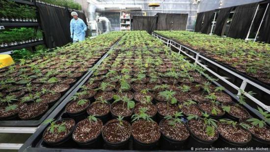Brasil aprueba la venta de medicamentos a base de marihuana