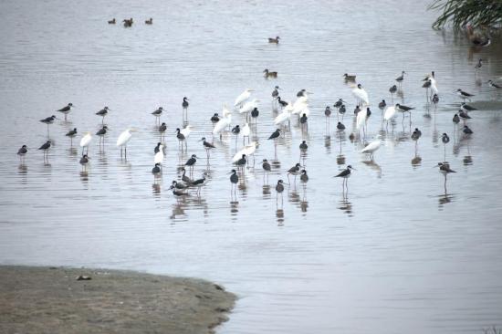 Manta: Aves migratorias en las Lagunas de Oxidación evidencian cambios en tratamiento de las aguas