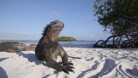 Galápagos, un paraíso natural acostumbrado a las restricciones