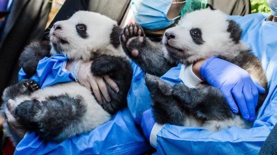 El zoológico de Berlín presenta a dos crías de oso panda nacidos en cautiverio
