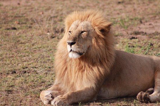 Un león mata a una persona en los alrededores de Parque Nacional de Nairobi
