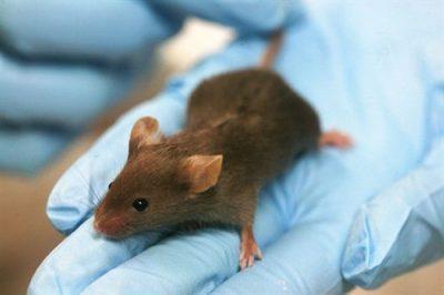 Investigadores de Ecuador y Argentina descubren una nueva especie de rata