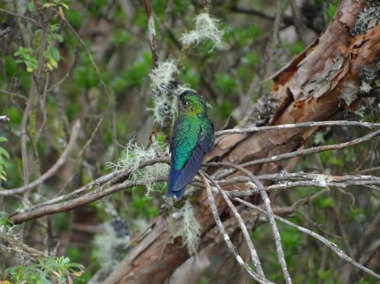 Bosque escondido entre las nubes ampara a diminuta ave en peligro en Ecuador