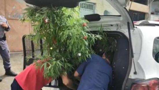 Detenido por ''adornar'' con detalles navideños una planta de marihuana