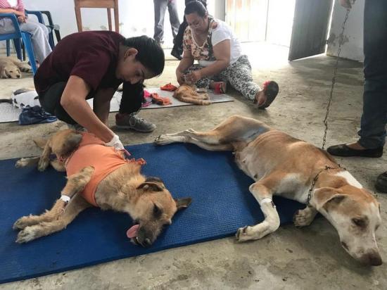 Preocupación ante brote de moquillo canino en Portoviejo