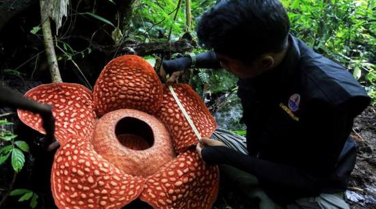 La flor más grande del mundo nació en Indonesia