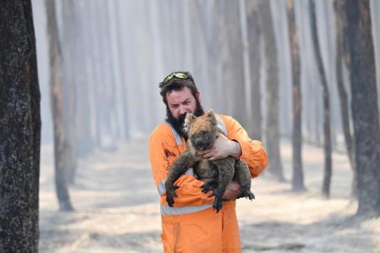 Rescate de animales en los bosques quemados de Australia