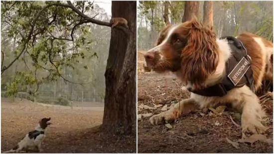Una perra ayuda a rescatar koalas entre los enormes incendios de Australia