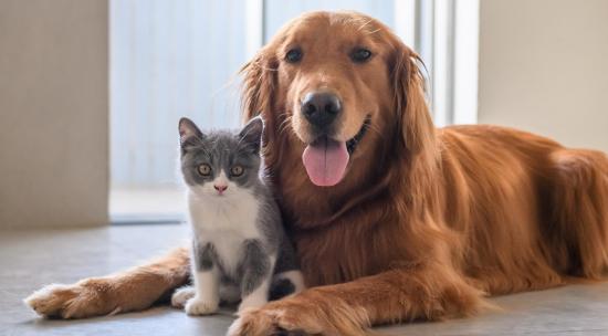 Ministerio de Salud lanzará campaña de vacunación para mascotas en Portoviejo