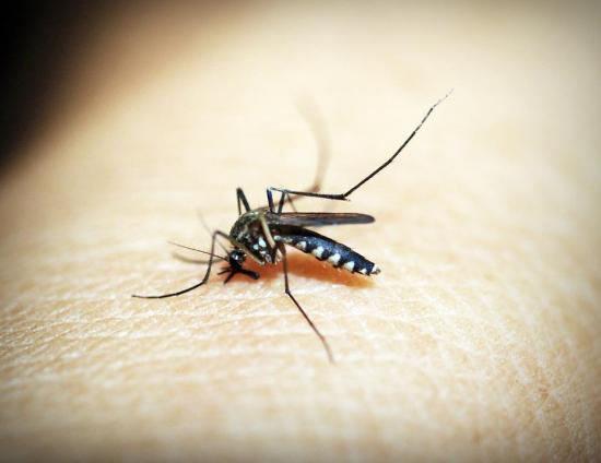 Muertes por dengue se disparan hasta 16 en Paraguay tras 10 nuevas víctimas
