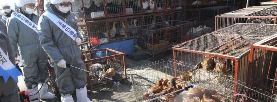 Una campaña mundial reclama la prohibición de los mercados de animales vivos