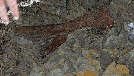 Descubren 27 especies que vivieron en Ecuador hace 23 millones de años