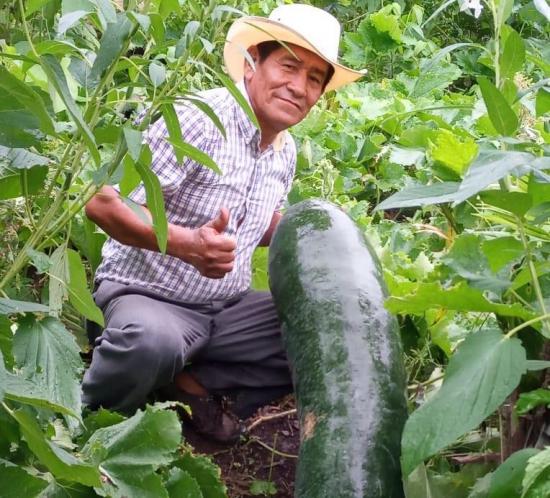CHONE: Producen pepinos de más de un metro de longitud