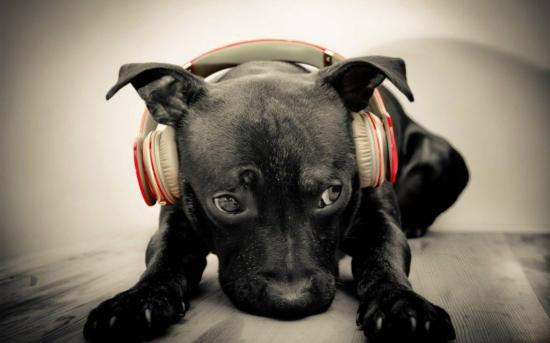 Un estudio revela que algunos animales identifican el ritmo de las canciones