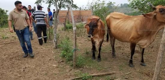 Chone es el cantón de Manabí con más robo de ganado