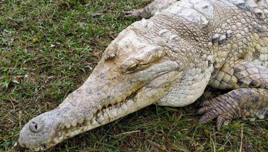 Un caimán de 2,7 metros ataca a un adolescente de 14 años en Florida