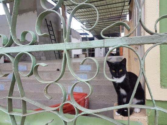 Piden trasladar a gatos del cementerio de Tarqui a un albergue