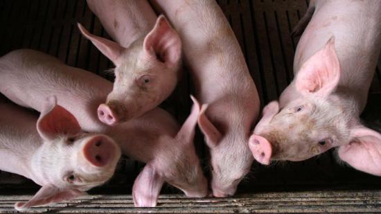 Científicos chinos alertan de una nueva cepa de gripe porcina que podría transmitirse a humanos
