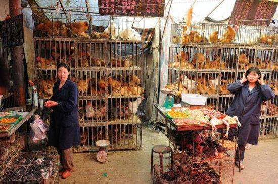 China cerrará gradualmente todos los mercados donde se venden aves vivas