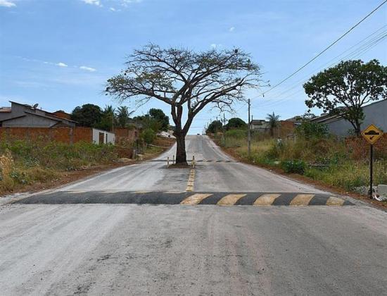 Un árbol sobrevive en medio de una avenida, por petición ciudadana en Brasil