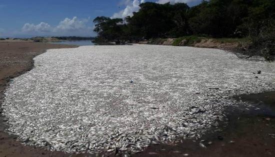 Investigan la muerte de miles de peces en una laguna en el Caribe hondureño