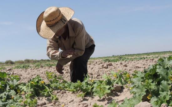 Campesinos del norte de México recurren al WhatsApp para no parar en pandemia
