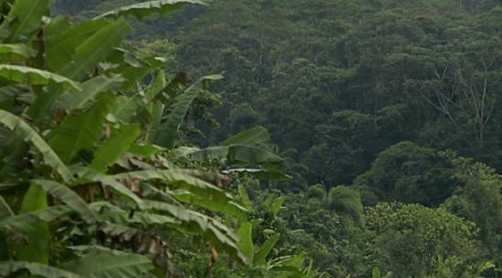 Árboles en la Amazonía de Ecuador serán identificados con inteligencia artificial