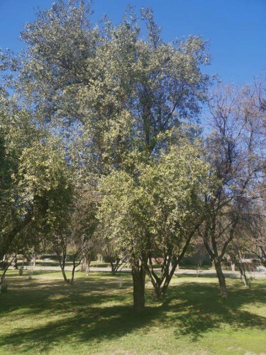 Un árbol endémico de Chile podría ayudar a crear vacuna contra la COVID-19