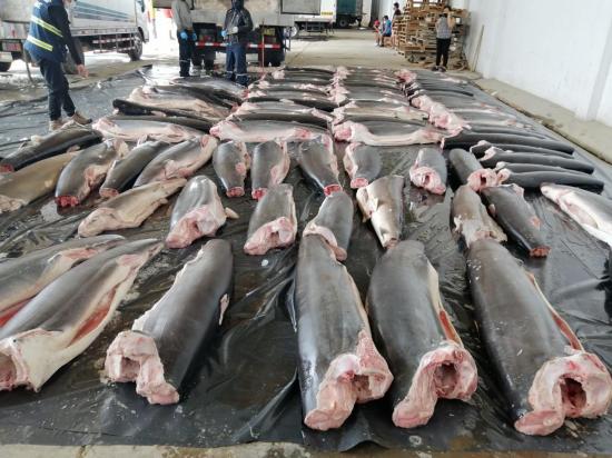 Decomisan en Perú 11 toneladas de tiburones mutilados procedentes de Ecuador