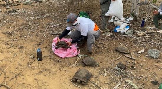 Cerca de 40 tortugas de San Cristóbal regresan a su hábitat en Galápagos