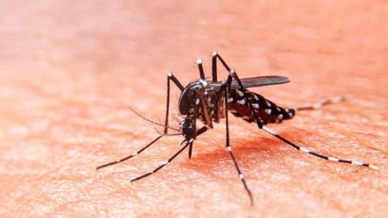 Manabí tiene casi el 20 % de los casos de dengue del país