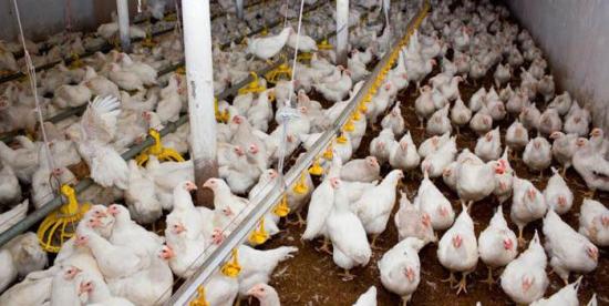 Detectado en Croacia un foco de gripe aviar H5N8
