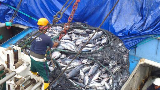 WWF lanza en Ecuador proyecto de pesca sostenible, digital y responsable
