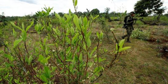 Colombia espera superar las 130.000 hectáreas de coca erradicadas en 2020