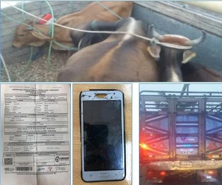 En Chone: Cuatro personas son investigadas por robo de ganado