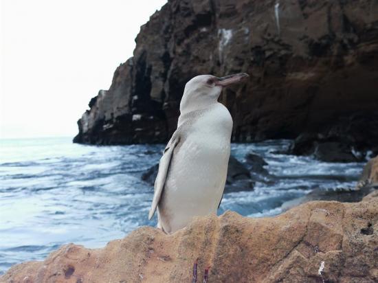 Avistan en Galápagos un pingüino con leucismo