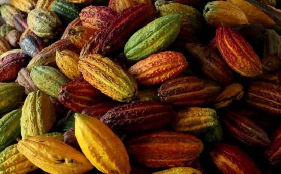 Campesinos unen fuerzas para mover con cacao la economía de pueblo colombiano