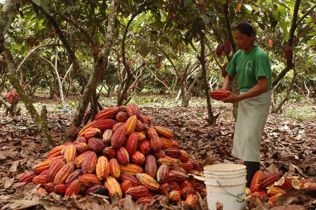 Ecuador Rompe Récord Este Año En Exportación De Cacao El Diario Ecuador 2439