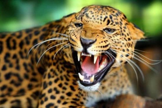 Proponen que la moda 'pague' derechos al leopardo por imitar su piel